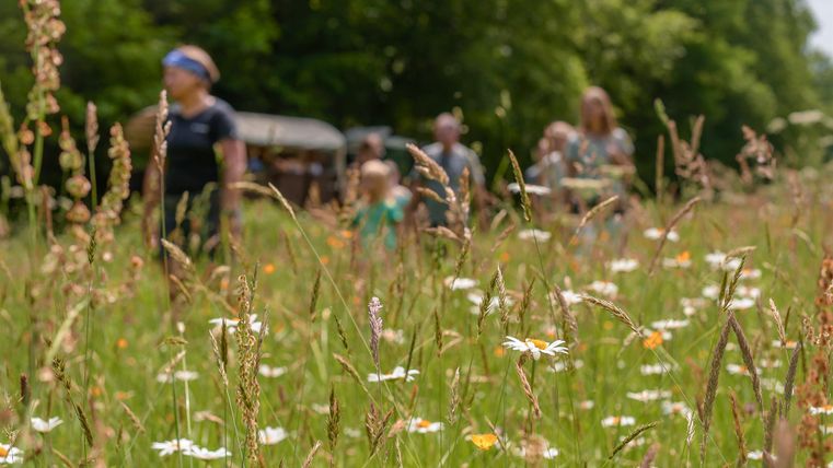 Eine Gruppe von Menschen spaziert durch eine blühende Wiese mit bunten Wildblumen. Im Hintergrund sind Bäume und ein Wagen zu sehen.
