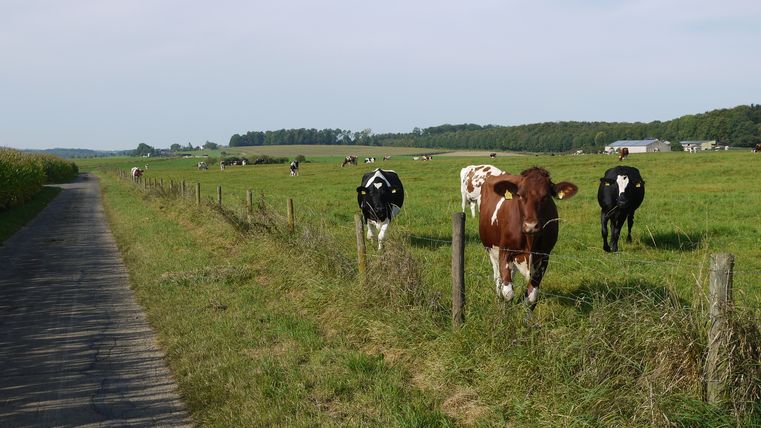 Kühe auf einer Weide neben einem asphaltierten Weg in ländlicher Umgebung.