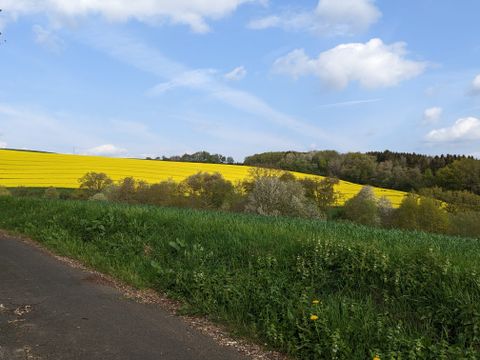 Landscape with yellow rape field, green grass and blue sky.