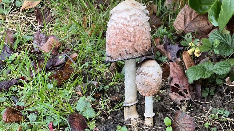 Two mushrooms are growing in a garden. The larger mushroom has a scaly cap and is standing next to a smaller mushroom.