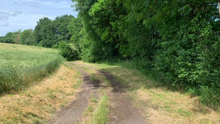 Ein ländlicher Weg führt durch eine grüne Landschaft mit Bäumen und Feldern.