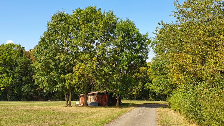 Eine kleine Scheune steht unter Bäumen auf einer Wiese neben einem Weg.