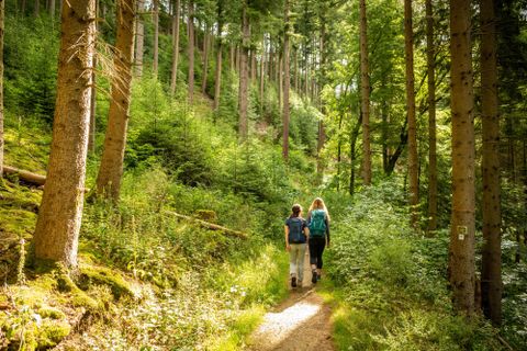 Deux personnes se promènent sur un chemin étroit à travers une forêt verte. Les arbres sont hauts et le soleil brille à travers le feuillage.