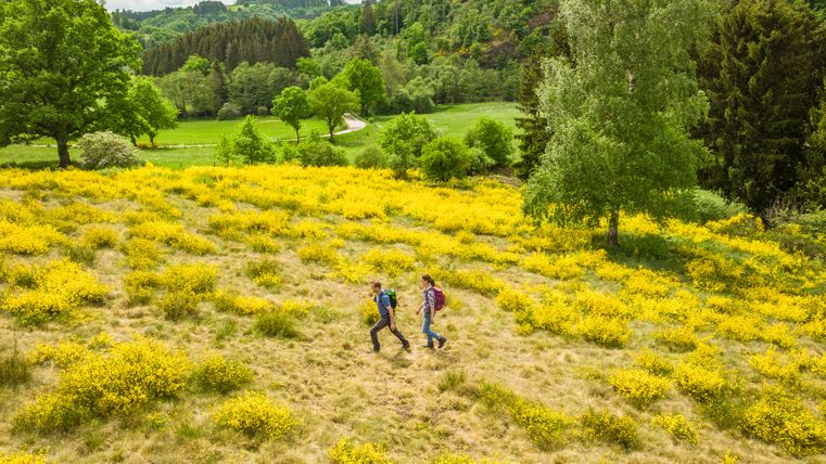 Zwei Personen wandern durch eine Landschaft mit blühendem gelbem Ginster und grünen Bäumen.
