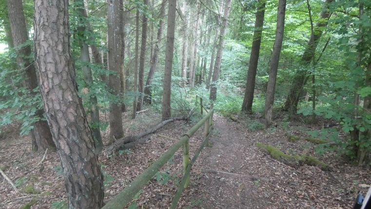 Ein schmaler Waldweg mit einem Holzgeländer, umgeben von hohen Bäumen und dichtem Laub.