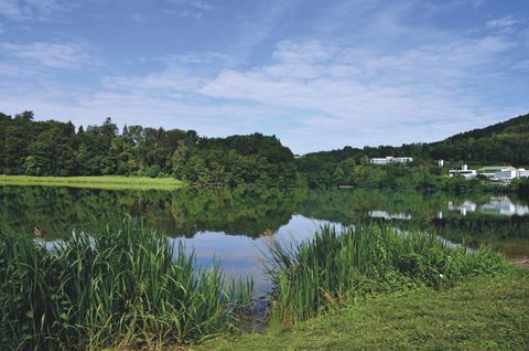 Ein ruhiger See mit grüner Vegetation und Gebäuden im Hintergrund.