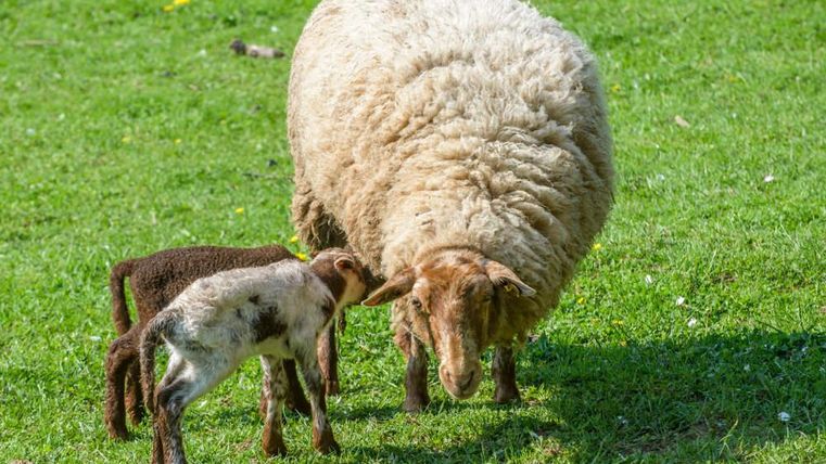 Eine Mutter-Schaf mit zwei Lämmern auf einer grünen Wiese. Die Lämmer erkunden neugierig ihre Umgebung.