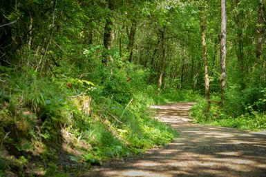 Ein Waldweg