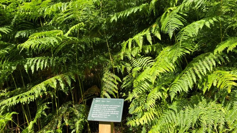 Eine Informationstafel vor einem dichten Farnbestand im Wald.