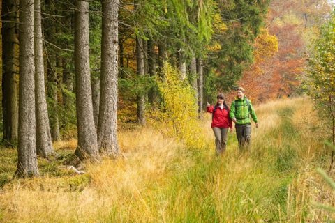 Ein schöner Waldweg mit hohen Bäumen und buntem Laub. Zwei Personen spazieren entspannt nebeneinander.
