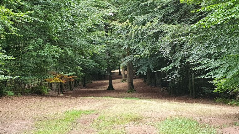 Waldlichtung mit Bäumen und einem schmalen Pfad im Bitburger LandGang Oberkail.