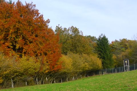 Herbstlandschaft mit bunten Bäumen und Hochsitz am Waldrand.