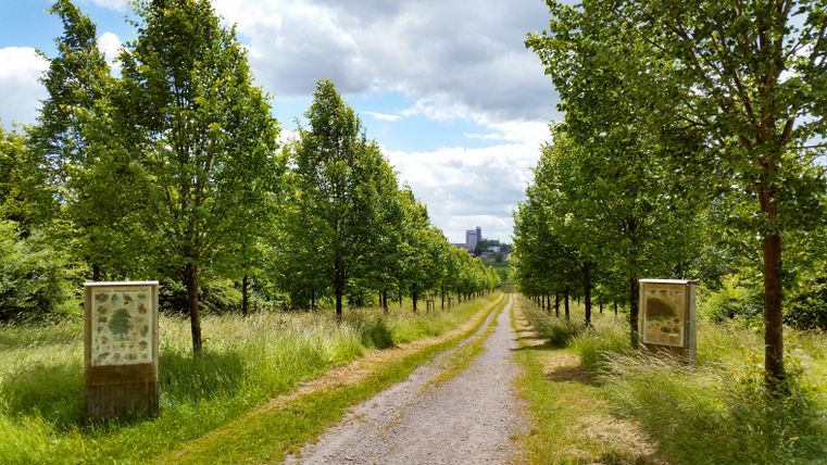 Eine Allee mit Winterlinden, flankiert von Informationstafeln, führt in die Ferne. Der Himmel ist bewölkt, und im Hintergrund sind Gebäude sichtbar.