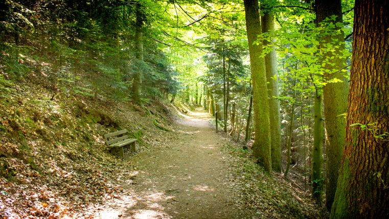 Waldweg im Stadtwald Hahn mit Bank am Wegrand.