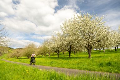 Eine Streuobstwiese bei Holsthum.