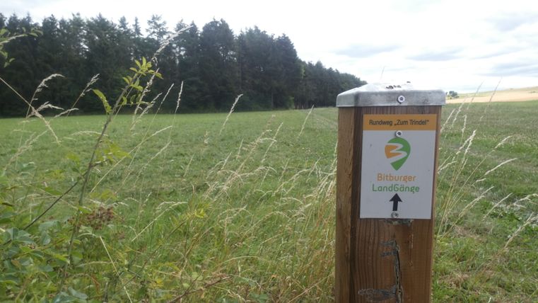 Ein Holzpfosten mit einem Schild für den Rundweg 'Zum Trindel' der Bitburger LandGänge steht auf einer Wiese vor einem Wald.