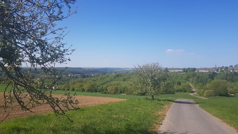 Ländliche Straße zwischen grünen Feldern und Bäumen unter blauem Himmel.