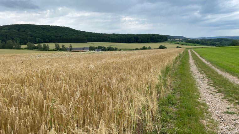 Landschaft mit Getreidefeld, Feldweg und bewaldeten Hügeln im Hintergrund.