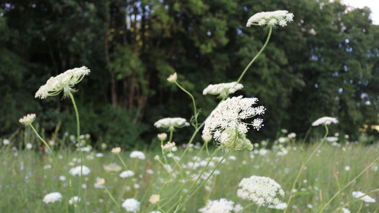 Een bloeiend weiland met witte bloemen en een groene achtergrond. De planten staan op verschillende hoogtes en geven de scène een natuurlijke sfeer.