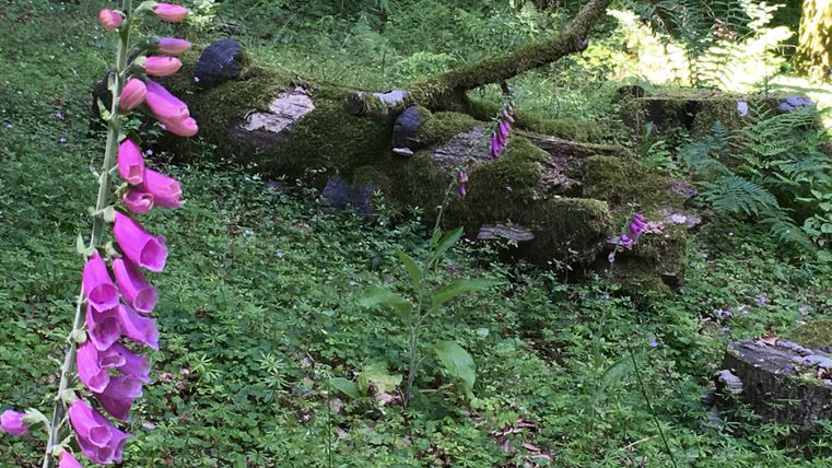 Fingerhutblume neben moosbedecktem Baumstamm im Wald.