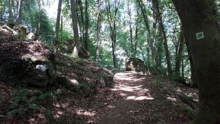 Ein Weg führt durch einen grünen Wald mit Sonnenlicht, das durch die Bäume scheint. Der Boden ist mit Laub bedeckt und es sind einige Felsen zu sehen.