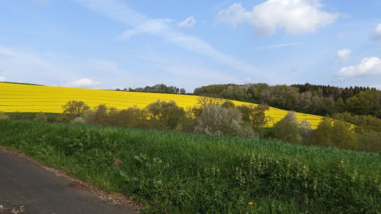 Landscape with yellow rape field, green grass and blue sky.