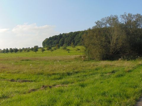 Grüne Wiese mit Bäumen und Wald im Hintergrund unter blauem Himmel.