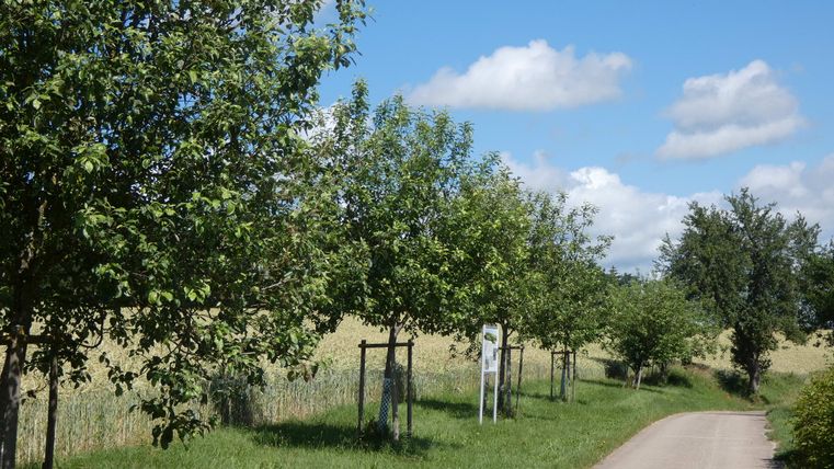 Ein Weg führt durch eine Landschaft mit Streuobstwiesen und Bäumen unter blauem Himmel.