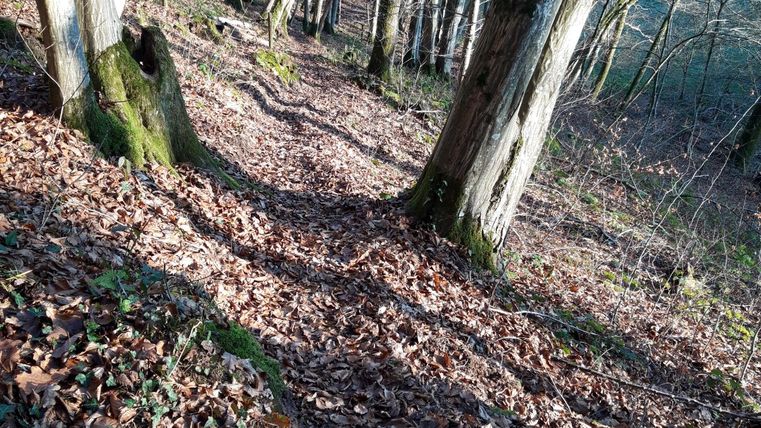 Bospad bedekt met bladeren, omringd door kale bomen.