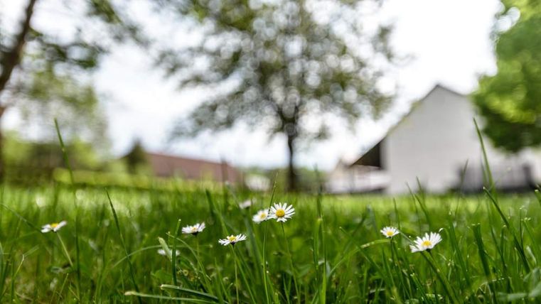 Ein grüner Rasen mit blühenden Gänseblümchen und einem unscharfen Hintergrund. Im Hintergrund ist ein helles Haus und Bäume zu sehen.