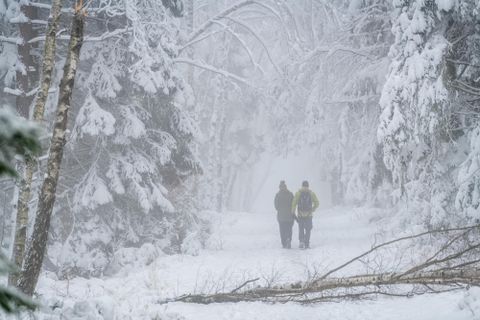 Zwei Personen gehen auf einem verschneiten Weg durch einen nebligen Wald. Die Bäume sind mit Schnee bedeckt und die Sicht ist eingeschränkt.