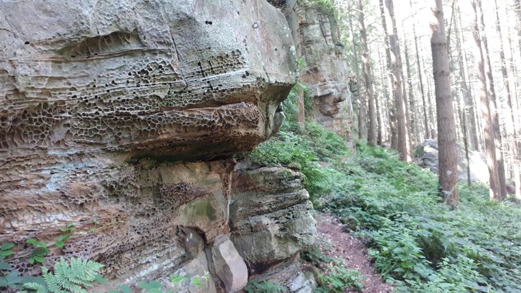Ein faszinierender Felsen umgeben von dichtem Wald. Die natürliche Vegetation wächst in der Nähe des Gesteins.
