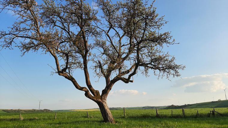 Ein einzelner Baum steht auf einer grünen Wiese unter einem klaren blauen Himmel. Im Hintergrund sind sanfte Hügel zu sehen.