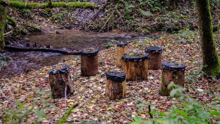 Tree stumps as seats on the banks of a stream in the forest.