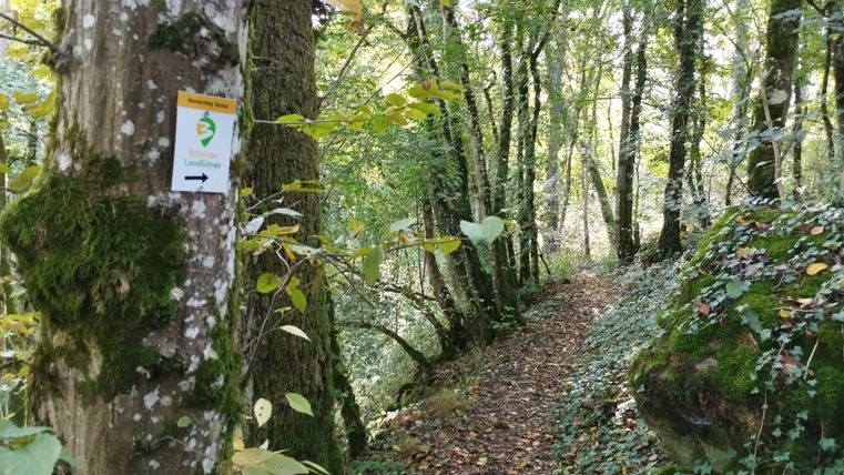 Waldweg mit Schild 'Bitburger LandGänge' an einem Baum.