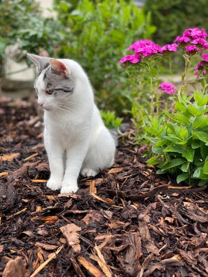 Eine weiße Katze sitzt im Garten zwischen bunten Blumen. Der Boden ist mit Rindenmulch bedeckt.