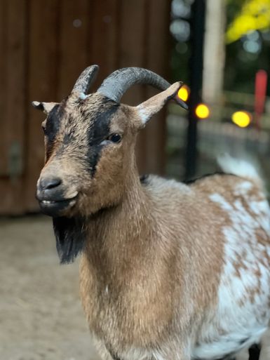 Patenziege Gondi der Tourist-Information Bitburger Land. Sie steht in einem Gehege und blickt in die Kamera. Es ist eine braune Ziege mit weißen Flecken