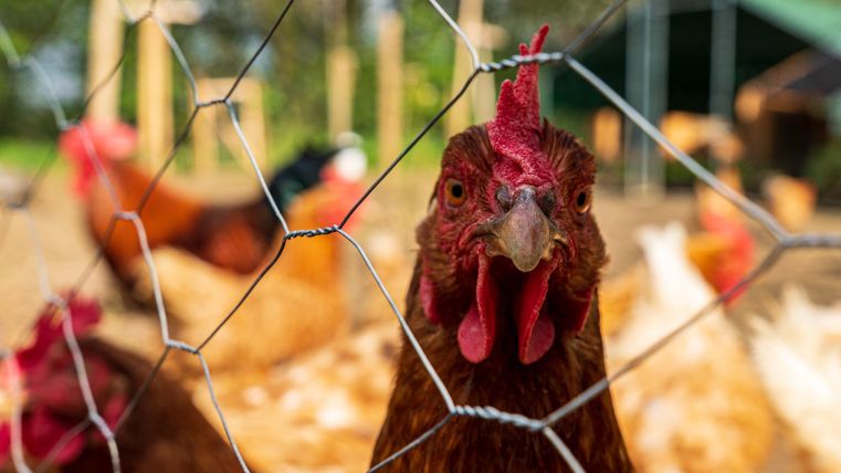 Eine Henne vor einem Maschendrahtzaun auf einem Bauernhof. Im Hintergrund sind weitere Hühner zu sehen.
