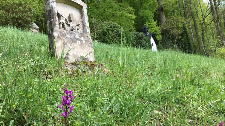 Ein alter Grabstein steht auf einer grünen Wiese, umgeben von Bäumen. Im Vordergrund blüht eine violette Blume.