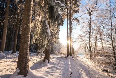 Ein Winterwald mit hohen Bäumen und einer schneebedeckten Unterfläche. Die Sonne scheint durch die Bäume und sorgt für eine warme Lichtstimmung.