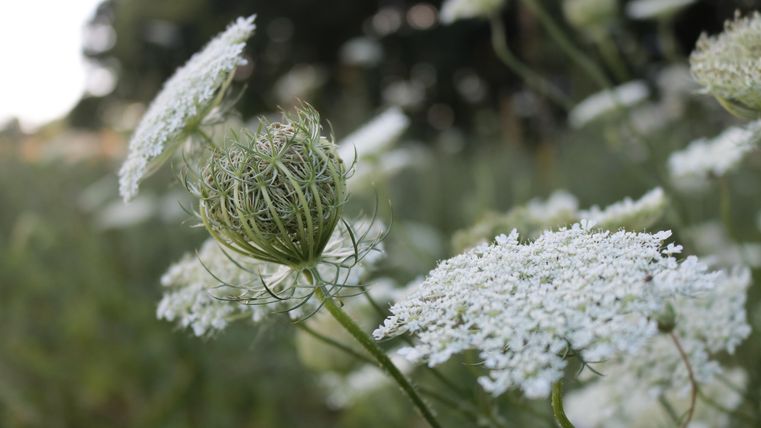 Een weiland met witte bloemen en een zich openende bloem in het midden. De planten zijn omringd door zacht groen.
