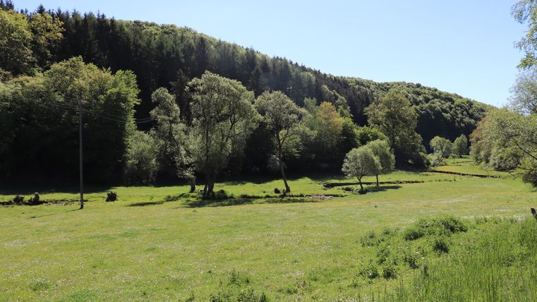 Eine grüne Wiese umgeben von Bäumen und sanften Hügeln. Der Himmel ist klar und blau, ideal für einen Ausblick in die Natur.