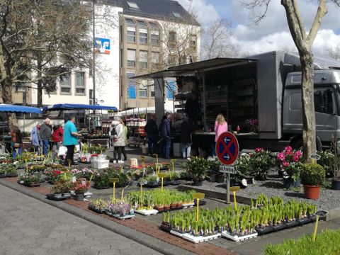 A colorful flower market with many plants and people shopping. In the background, there is a vendor cart and the sun is shining.