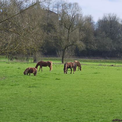 Eine Wiese mit mehreren Pferden, die grasen. Im Hintergrund sind Bäume zu sehen.