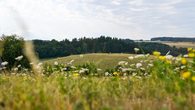 Landschaft mit Wiesen, Bäumen und Blumen im Vordergrund, im Hintergrund Wälder und Felder.