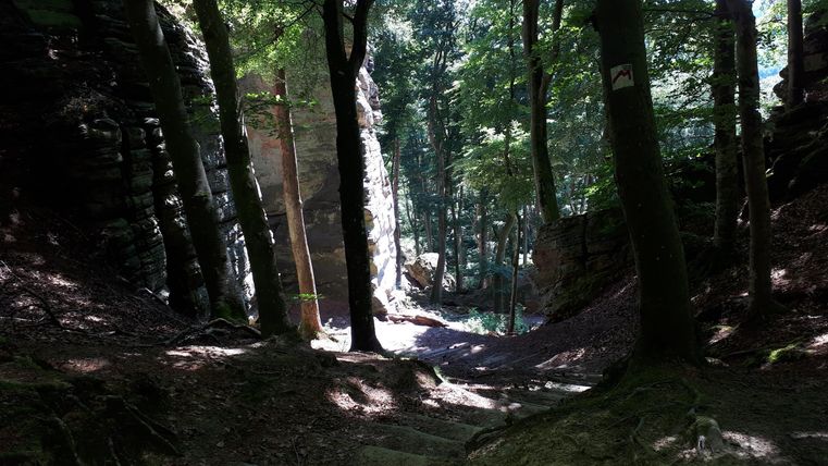 Ein ruhiger Wald mit hohen Bäumen und sanften Lichtstrahlen, die durch das Blätterdach fallen. Im Hintergrund ist eine felsige Landschaft zu sehen.