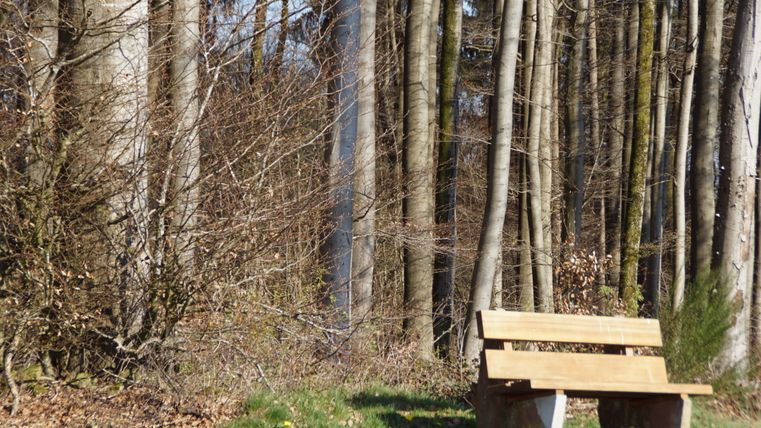 Un banc en bois se trouve à la lisière de la forêt, devant de grands arbres dénudés.