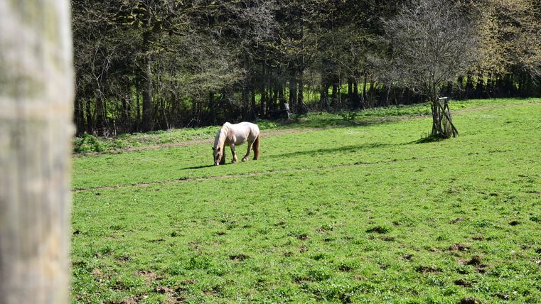 Ein Pferd grast auf einer grünen Wiese vor einem Wald.