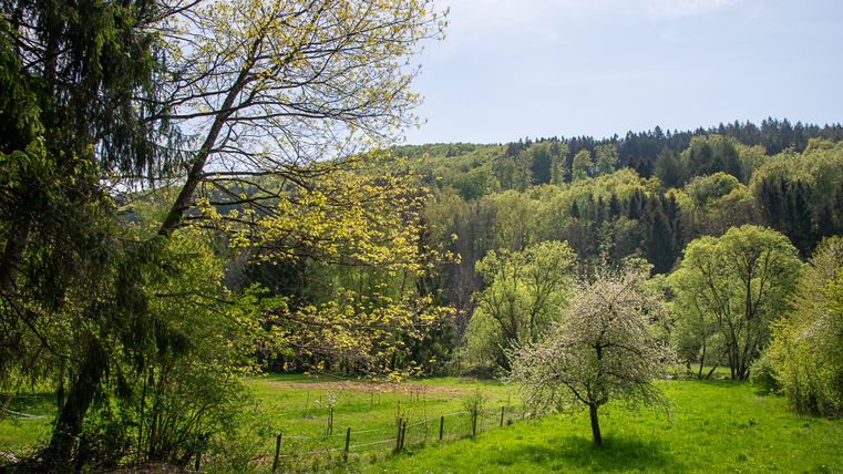 Frühlingslandschaft mit blühenden Bäumen und Wiese im Mühlenwald.