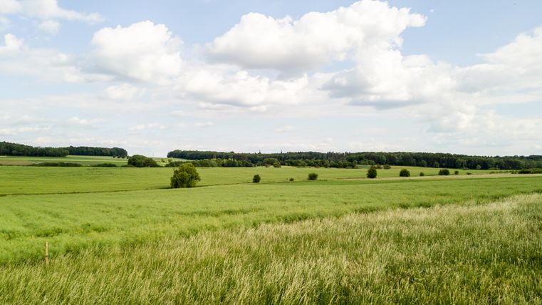 Groen weidelandschap met bomen en wolken in de lucht.